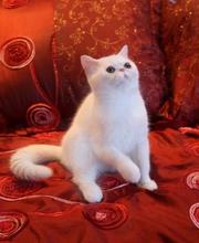 продаеются персидские белоснежные котята