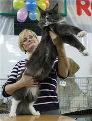 Голубые котята МЕЙН-КУН - кошки гиганты!!!