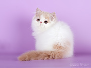 Продам в Новосибирске персидских и экзотических котят