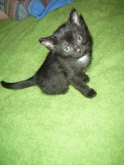 Котик родился 11.11.2011г.