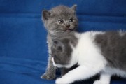 Британские котята,  котики голубые биколоры,  кошечки голубо-кремовые 