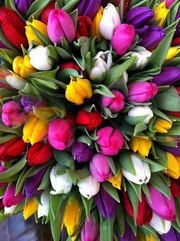 Тюльпаны оптом в Новосибирске к 8 марта