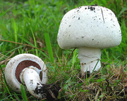 Мицелий (споры) грибов