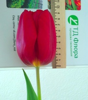 Тюльпаны оптом к 8 марта со склада в центре Новосибирска