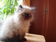 Продам персидских котят
